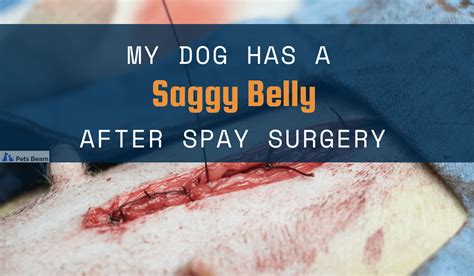 My Dog Has A Saggy Belly After Spay Surgery Is This Normal