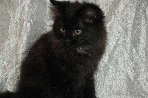 Черный пушистый кот фото и картинки 63 штук