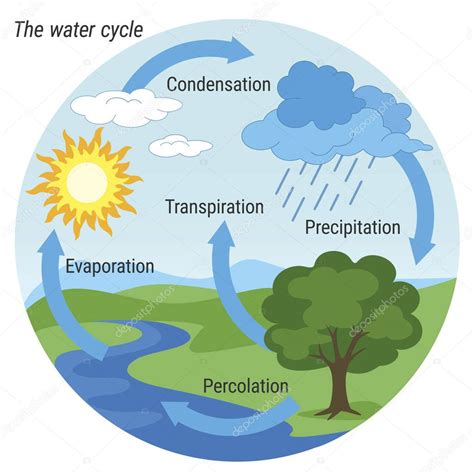 Water Cycle Colour — Stock Vector © 3xy 186424660