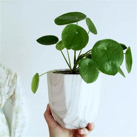 The common name of baby tears elicits that aww reaction, and the myriad of tiny leaves gives character and charm to this easy houseplant. 10 Cute Small Indoor Plants | Small Houseplants | Balcony ...