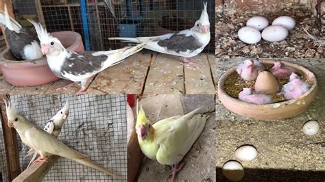 Cockatiels Setup Breeding Progress Az Bird S Form Youtube