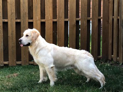 Exceptional puppies for sale, uniquely bred and raised to be ideal family dogs. Golden Retriever Puppies For Sale In Texas Near Me