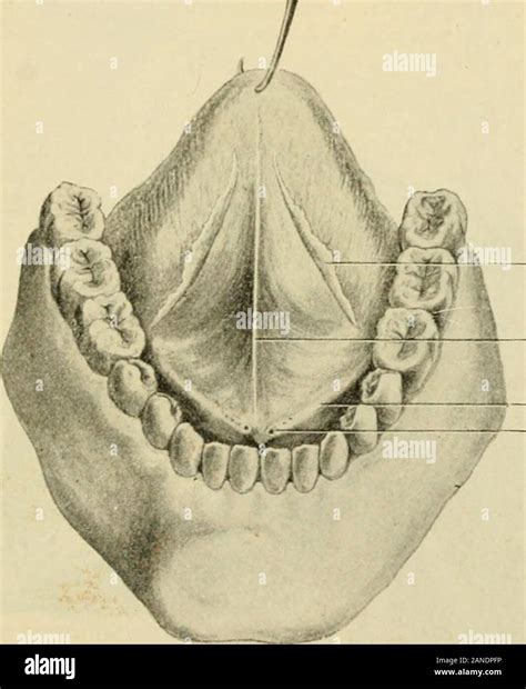 Sublingual Papilla Hi Res Stock Photography And Images Alamy