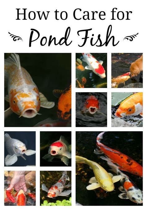 How To Take Care Of Koi Fish In The Winter Check More At Koi S