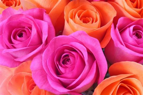 Pictures That Prove Orange Pink Is The Best Color Combination Good Color Combinations