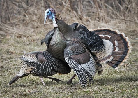 Wild Turkeys Female And Male Mating Behaviour The Birds Co Flickr