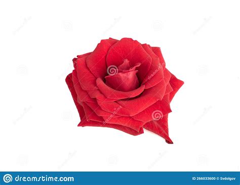 Beautiful Red Rose Bud Isolated On White Background Stock Photo