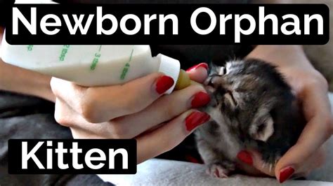 Newborn Kitten Care For Orphans Youtube