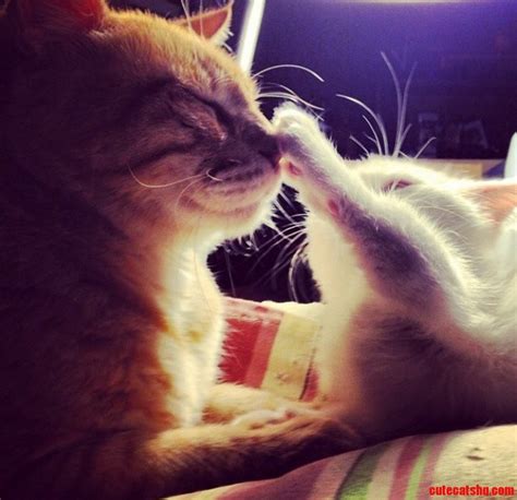 Boop On Your Nose Cute Cats Hq Pictures Of Cute Cats And Kittens Free Pictures Of Funny Cats