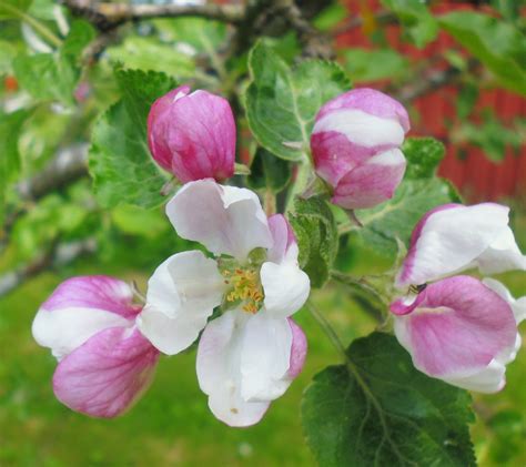 Apple Tree Flowers Free Stock Photo Public Domain Pictures
