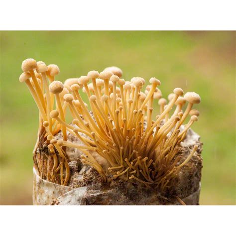 Yellow Patches Mushroom Edible - All Mushroom Info