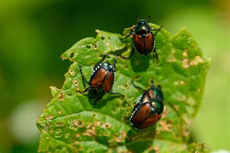 What Do Japanese Beetles Eat Tips To Get Rid Of Them