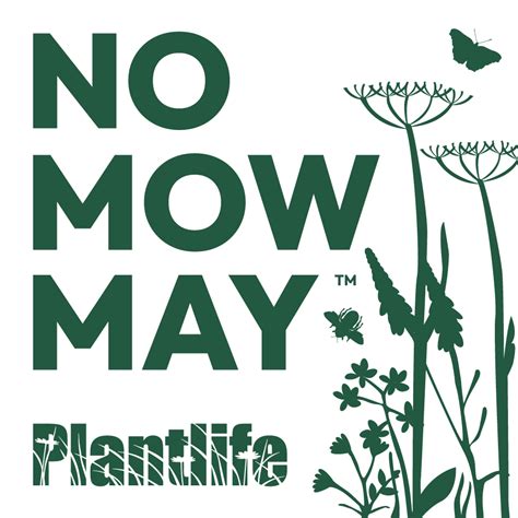 No Mow May What Is It And How Can I Join In