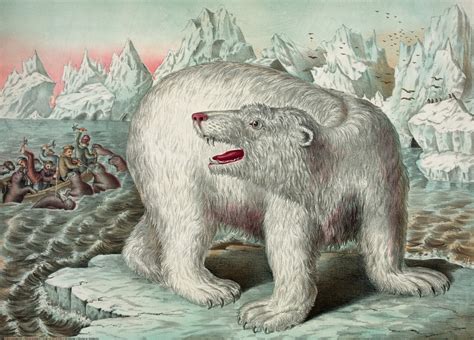 Vintage Polar Bear Illustration Free Stock Photo Public Domain Pictures