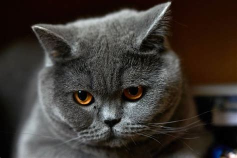 British Shorthair Caractère Santé Et Prix De Ce Chat De Race Anglaise