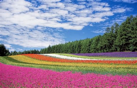 Hokkaidos Gorgeous Summer Flower Fields All About Japan