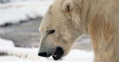 Polar Bears In Newfoundland And Labrador Getting Too Close
