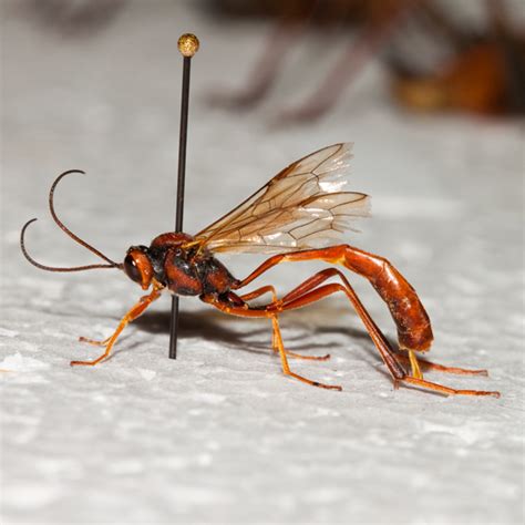 Skinny Red Ichneumon Bugguidenet