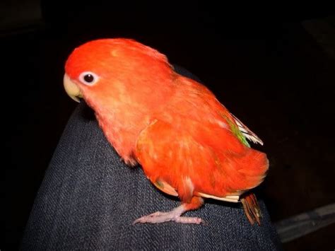 Jenis Lovebird Di Seluruh Dunia Kategori Suara Dan Warna Burungnya Com