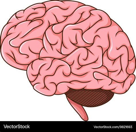 Cerebro De Dibujos Animados Cerebro Humano Cabeza Humana Cerebelo Hot
