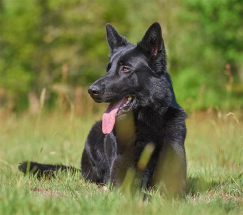 Are Black German Shepherds Aggressive Solving The Myth World Of Dogz