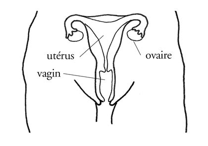 L appareil génital féminin Assistance scolaire personnalisée et gratuite ASP