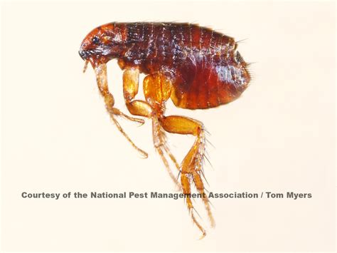 Fleas Pest Profile How To Control And Eliminate Fleas