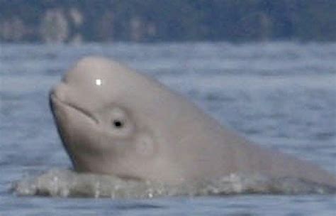 Researchers Want To Know Why Beluga Whales Havent Recovered The