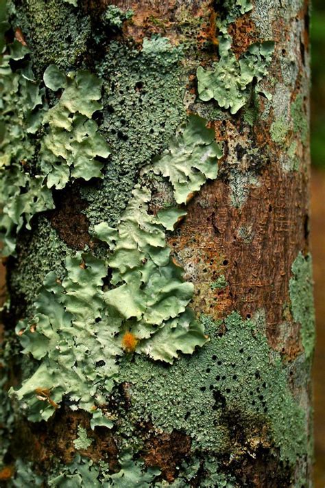 Check Out This Awesome Shot Of Lichen On A Tree Did You Know That