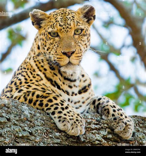 Leopard Panthera Pardus Serengeti National Park Tanzania Africa