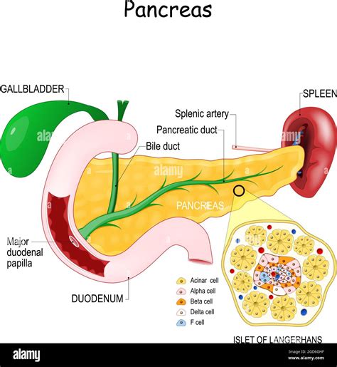 Anatomie Du Pancréas Gros Plan De La Structure Cellulaire De Lislet