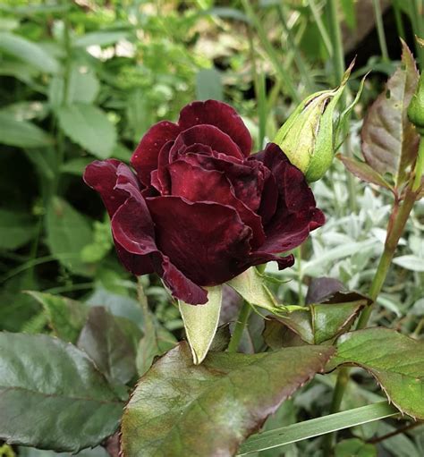 Black Baccara Rose Meaning And What You Must Know All Rose Color Meanings