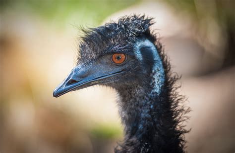 Judging And Conformation Of Emus American Emu Association