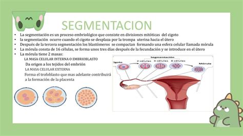 Embriología Segmentación Society Medicine Udocz