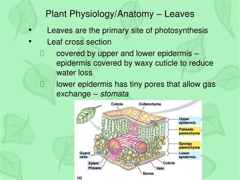 Ppt Plant Physiology Plant Tissues Powerpoint Presentation Free