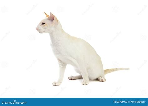 Purebred Cute Siamese Cat Studio Shot Stock Photo Image Of Lovely