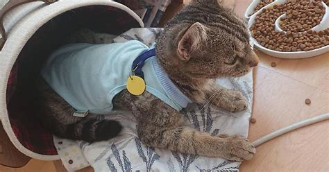 Foster Kitty In Her Surgery Suit Imgur
