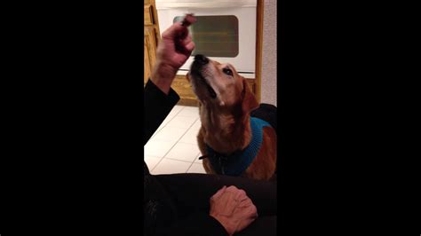 This will allow the surgeon to see when the feeding tube has. Rusty Dog With Feeding Tube Enjoys Occasional Oral Feeding ...