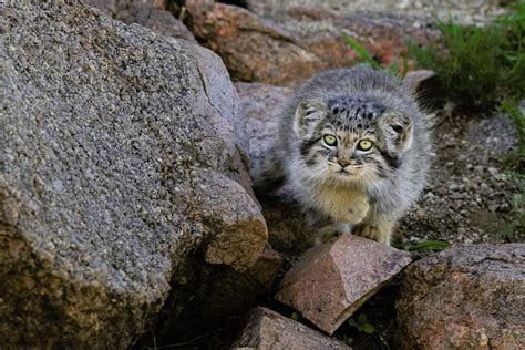 Small Cat Spotlight Pallass Cat Panthera