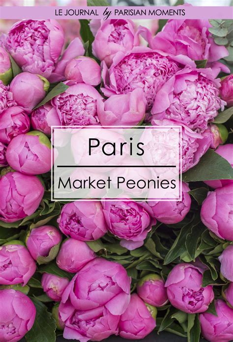 Paris Market Peonies — Parisian Moments