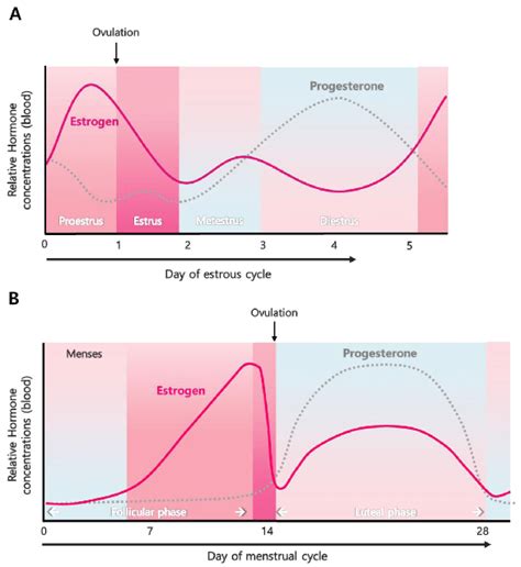 Estrogen Level During Estrous Cycle And Menstrual Cycle A The