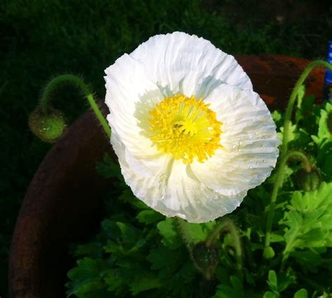 Poppy Poppy Gardening Plants Lawn And Garden Plant Poppies Planets Horticulture
