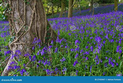 Typical English Bluebell Wood Stock Image Image Of Forest Trees 2743447