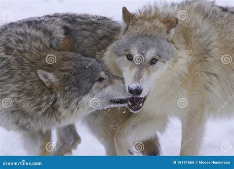 Gray Or Arctic Wolves Royalty Free Stock Image Image 18191666