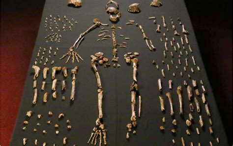 Aufgabe abitur homo naledi : Aufgabe Abitur Homo Naledi : Stammbaum Des Menschen ...