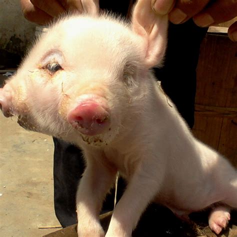 Un Bébé Cochon à Deux Têtes Découvert En Chine