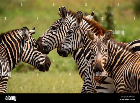Plains Zebra Equus Quagga Tsavo East Kenya Stock Photo Alamy