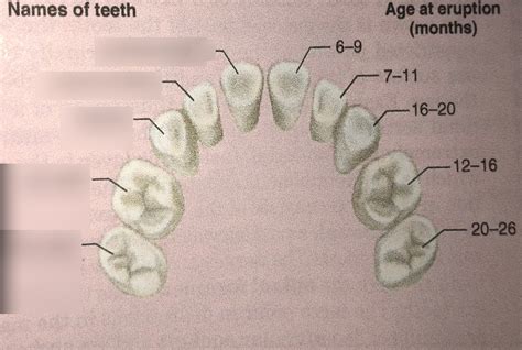 Deciduous Teeth Diagram Quizlet