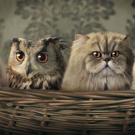 Owl Cat Owl Owl Cat Funny Animals