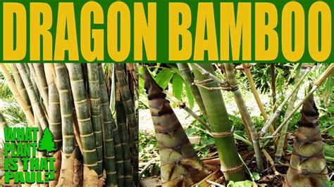 Dragon Bamboo Tree Plant Bamboo Tree For Home Garden বীজ